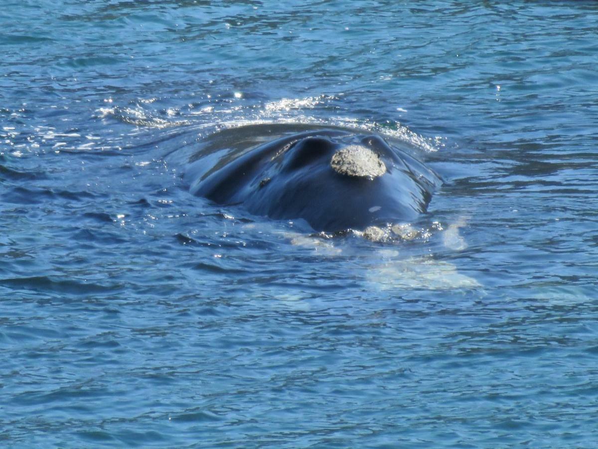 On-The-Rocks Fish Hoek Exterior foto